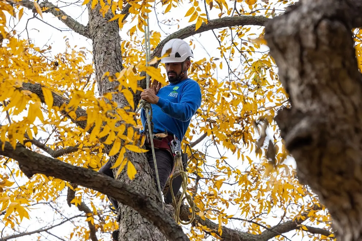 Skilled Tree Trimming crew working in Sophia
